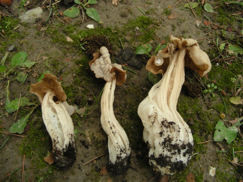 Helvella crispa